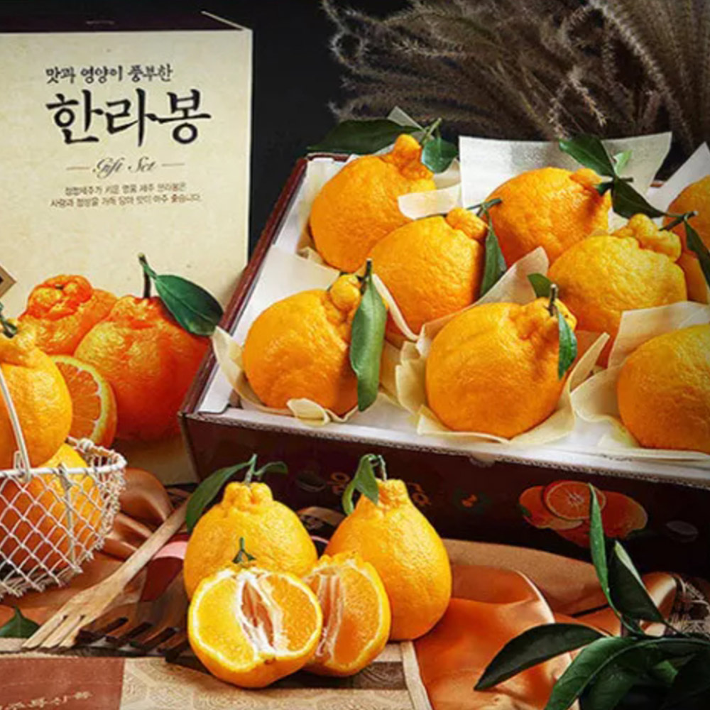 [푸른농원]한라봉 선물세트 2.5kg/4.5kg 중소과/중과/대과/특대과