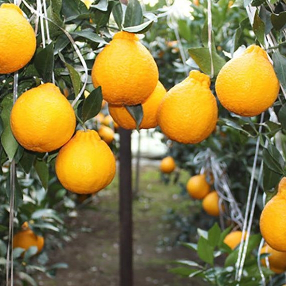 [푸른농원]한라봉 선물세트 2.5kg/4.5kg 중소과/중과/대과/특대과