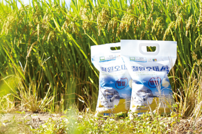강원 철원 오대쌀 메인 이미지