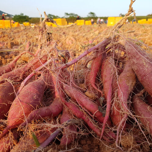 [영암 황토] 베니하루카 햇 꿀밤 고구마 3kg (특대/특상/중하)