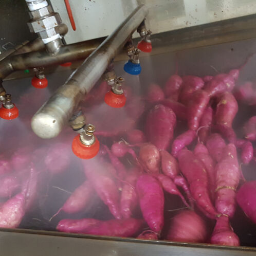 [영암 황토] 베니하루카 햇 꿀밤 고구마 3kg (특대/특상/중하)