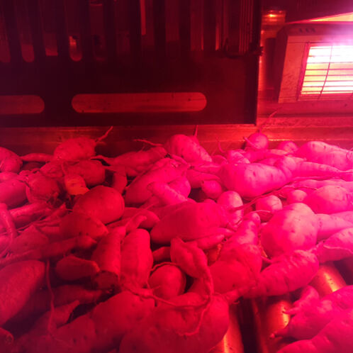 [영암 황토] 베니하루카 햇 꿀밤 고구마 3kg (특대/특상/중하)