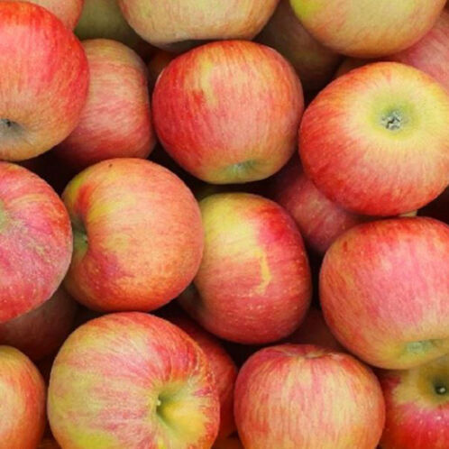 [25년 햇사과] 꿀사과_햇 부사_2kg(중과) [9과내외]