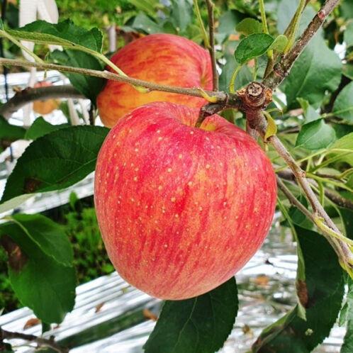 [25년 햇사과] 꿀사과_햇 부사_2kg(중과) [9과내외]