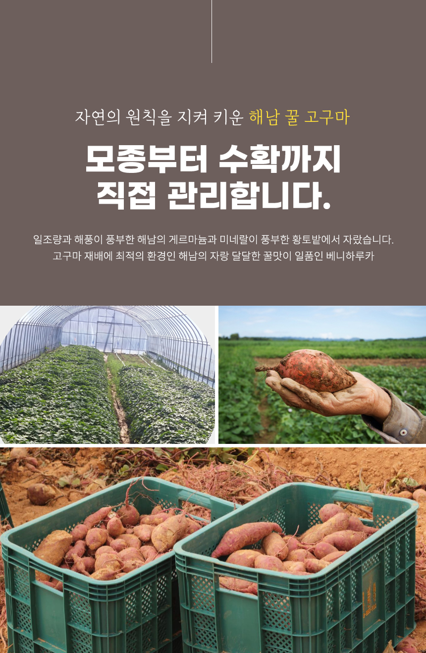 (비세척)해남 꿀고구마 꿀처럼 달달한 꿀고구마