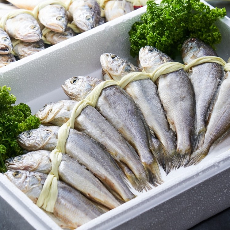 [청년농가][선물세트]영광 법성포 굴비20미 실속/고급