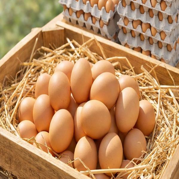 [양계장사람들]무항생제 생란 30구 특/대 사이즈