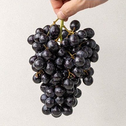 [청년농가]고급 품종 블랙 세이블 포도 1kg/2kg/3kg/4kg
